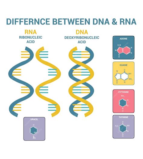 Premium Vector | Difference between DNA and RNA Structure of DNA and RNA Deoxyribonucleic acid ...