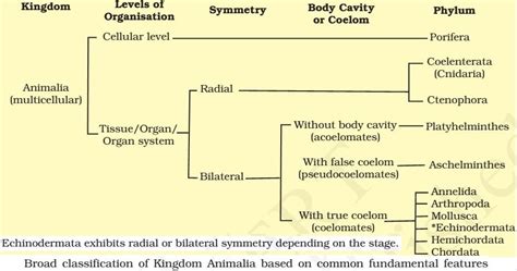 Classification of Animal Kingdom (Animalia)