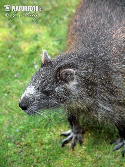 Hutia-konga Photos, Hutia-konga Images, Nature Wildlife Pictures | NaturePhoto