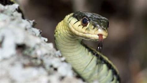 Endangered Snakes List | Animals - mom.me