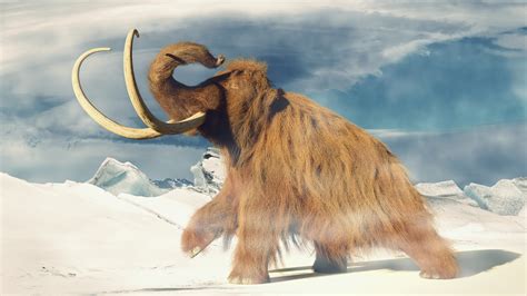 Mammoth history and some interesting facts