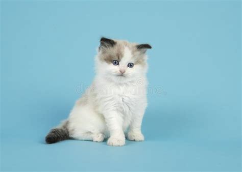 Adorable Gatito Ragdoll Con Ojos Azules Sentado Sobre Un Fondo Azul Foto de archivo - Imagen de ...