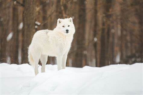 Loup arctique dans le Parc Oméga au Québec en hiver - On met les voiles ...