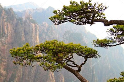 Pine trees and Huangshan mountains, China — Stock Photo © margoriacheva ...