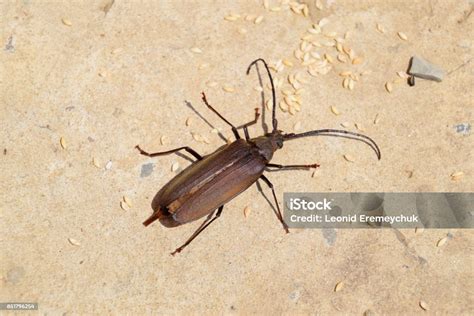 Kumbang Kulit Kayu Imago Serangga Kumbang Dengan Antena Panjang Foto ...