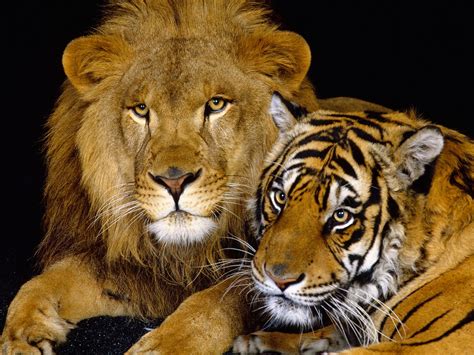 Lion and Tiger - Animals Wallpaper (28673186) - Fanpop