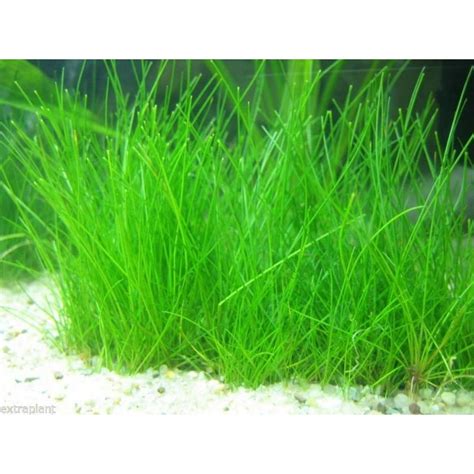 Eleocharis Parvula Carpet