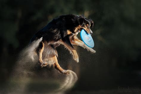 Dog frisbee by Ksuksa-Raykova on DeviantArt