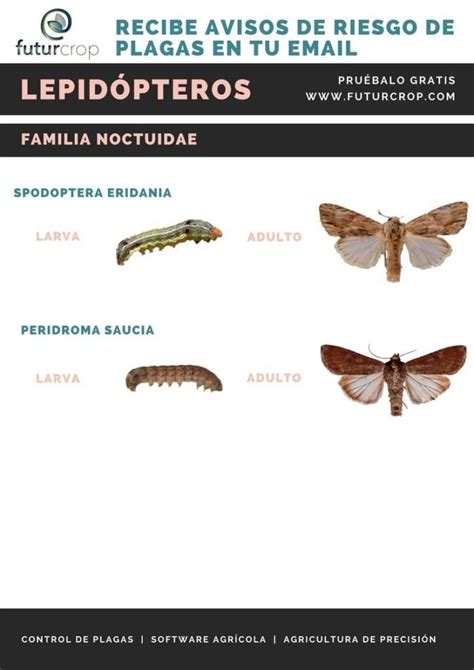 La identificación de larvas de lepidópteros de importancia agrícola - FuturCrop