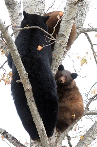 Feature photos: Black bear and cubs in tree | Montana News ...