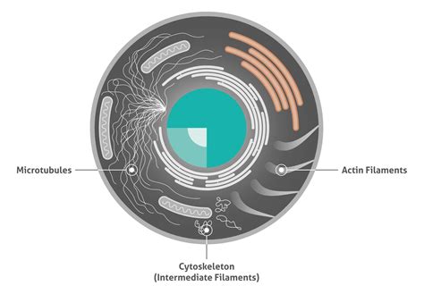 Cytoskeleton In A Cell Diagram