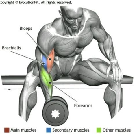 Concentration Curl by Dave D. - Exercise How-to - Skimble