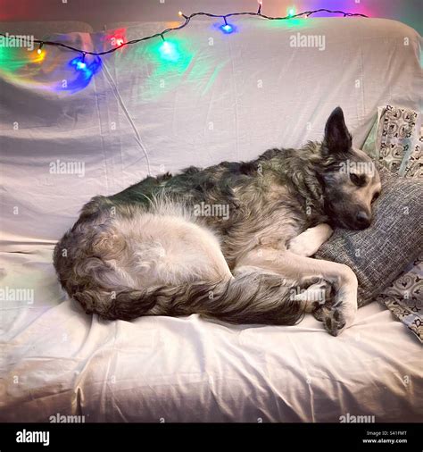 Dog sleeping on a couch Stock Photo - Alamy