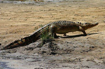 Mission Beach Crocodiles