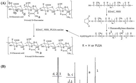 (A) Synthesis scheme and (B) 1 H NMR spectra of Hyaluronic Acid (HA)... | Download Scientific ...