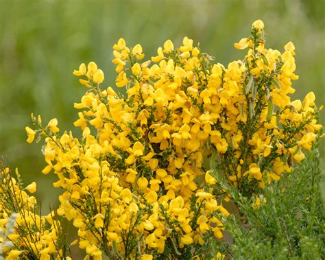 Common Broom (Cytisus scoparius) - Tualatin Soil and Water Conservation ...