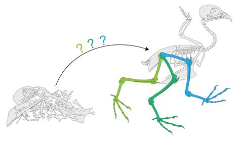 Study casts doubt on traditional view of pterosaur flight