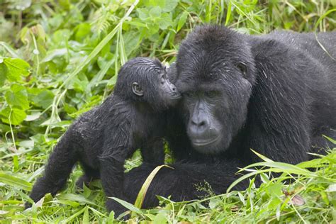 Four extremely rare mountain gorillas are killed after being struck by ...