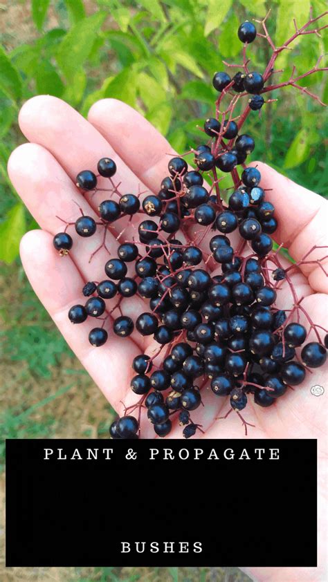 How to Plant and Propagate Elderberry Bushes