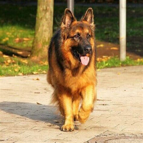 How To Care For German Shepherds | VIDA Veterinary Care