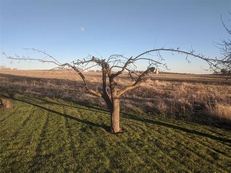 Pruning Old Apple Trees - General Fruit Growing - Growing Fruit