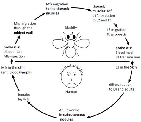 Life Cycle Of Onchocerca Volvulus