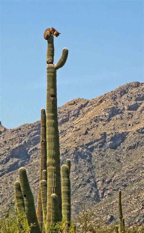 bobcat on saguaro cactus, Sabino Canyon | Desert animals, Animals wild, Saguaro