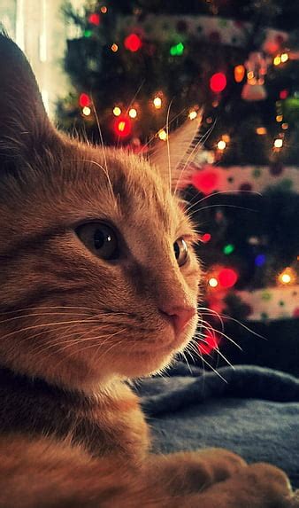 HD christmascat wallpapers | Peakpx