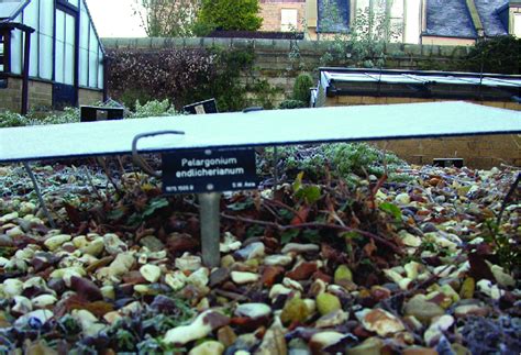 Pelargonium endlicherianum in winter covered with glass sheet for ...