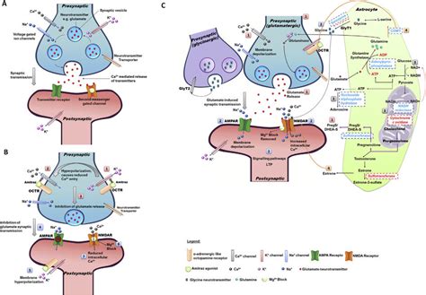 Proposed model for synaptic transmission in A) susceptible ticks with ...