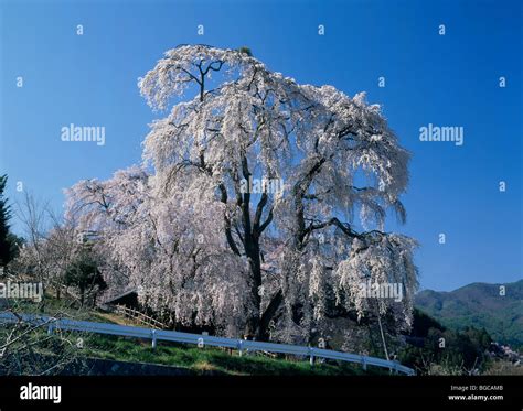 Cherry Blossoms, Ina, Nagano, Japan Stock Photo - Alamy