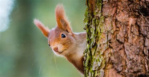 Squirrels in the UK: what they are up to, when and why | Natural History Museum