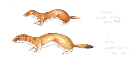 Weasel + Stoat by Weaslet on DeviantArt