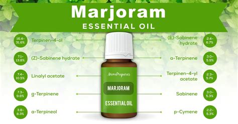 Marjoram Essential Oil - The Complete Uses and Benefits Guide