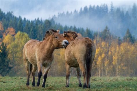 Przewalski Horses 6 | Inhabitat - Green Design, Innovation, Architecture, Green Building