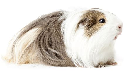 Silkie Guinea Pigs - A Complete Guide To A Beautiful Breed