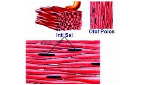 Gambar Jaringan Otot Polos Beserta Bagiannya – cabai