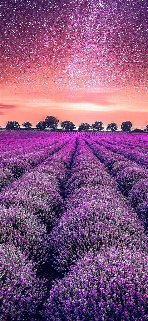 IPhone X Lavender field starry sky . Sky , Starry sky, Lavender fields ...