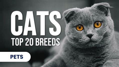 Top 20 Cat Breeds in the World - YouTube