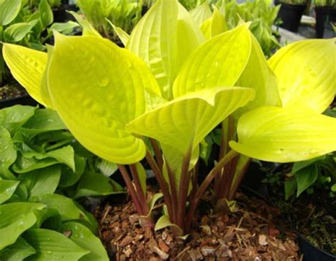 Hosta Fire Island – Brian's Botanicals