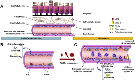 The basic biology of vascular endothelial cells. (A) Simplified... | Download Scientific Diagram