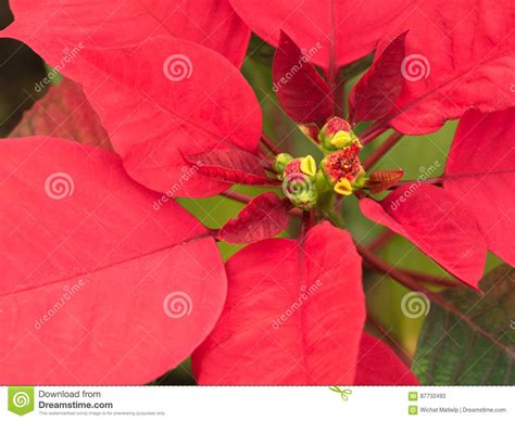 Red Poinsettia Leaves stock image. Image of festive, nature - 87732493