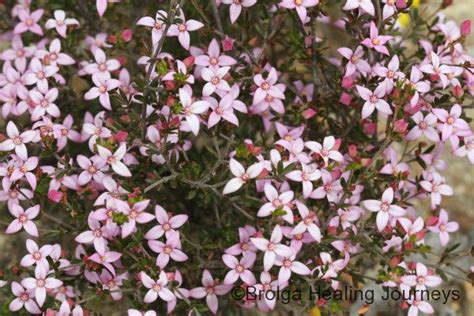 Kangaroo Island’s wildflowers » Brolga Healing Journeys