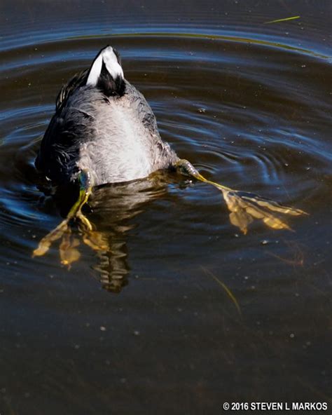 Canaveral National Seashore | WILD BIRDS UNLIMITED TRAIL