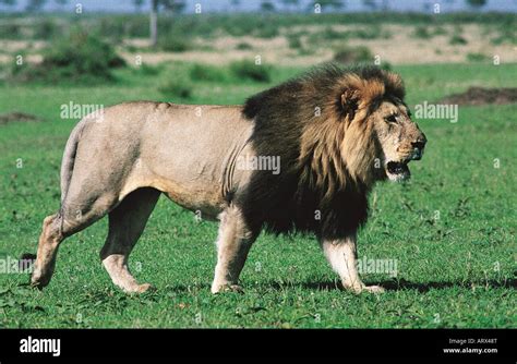 Large male Lion with exceptionally fine dark black mane Masai Mara ...