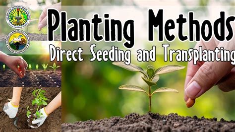 Planting Methods: Transplanting and Direct Seeding - YouTube