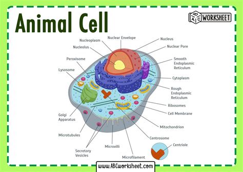 Animal Cell Name Parts - a draw a well labeled diagram of animal cell b name the ... : They are ...