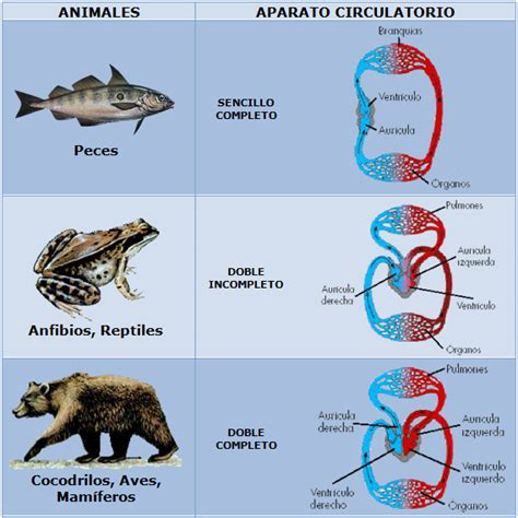 circulacion en los animales: CIRCULACIÓN EN ANIMALES,HUMANOS