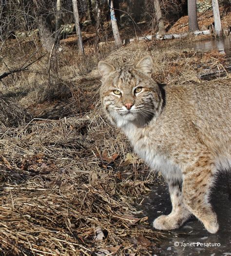 Bobcat Coat Color and Camouflage - Winterberry Wildlife