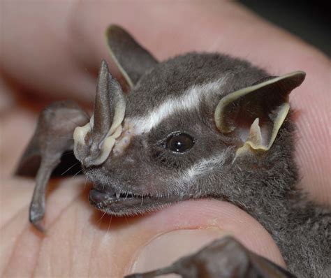 Tent-making Bat (door Eric) | Uroderma bilobatum maakt een t… | Flickr